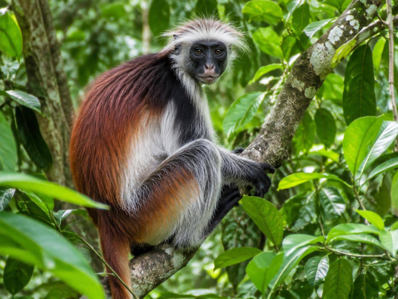Red colobus monkey in Jozani Forest